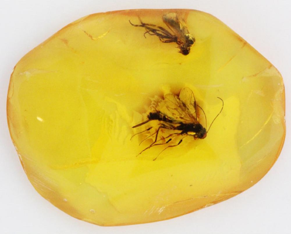 Baltic Amber with captured ... image