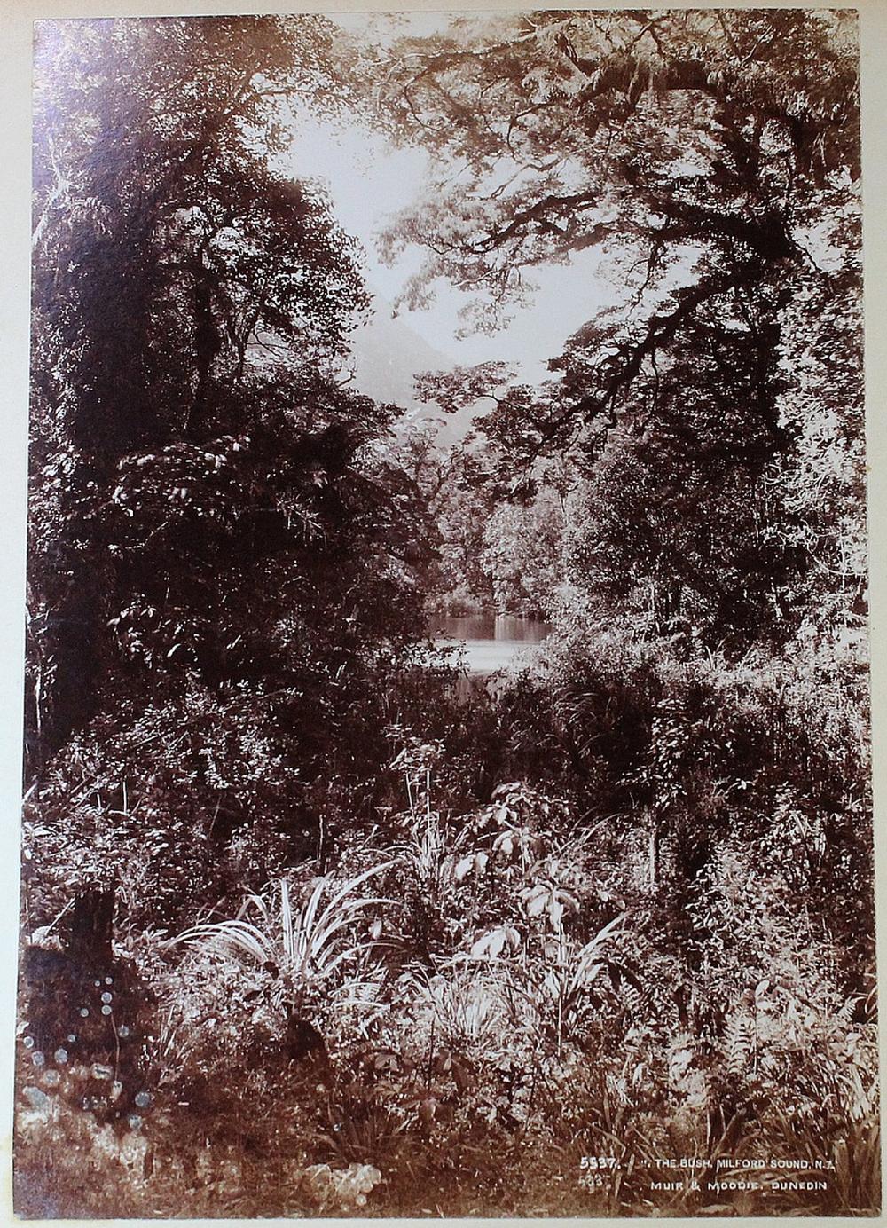 New Zealand Contemporary photograph of &quot;The Bush, Milford Sound. N.Z.&quot;