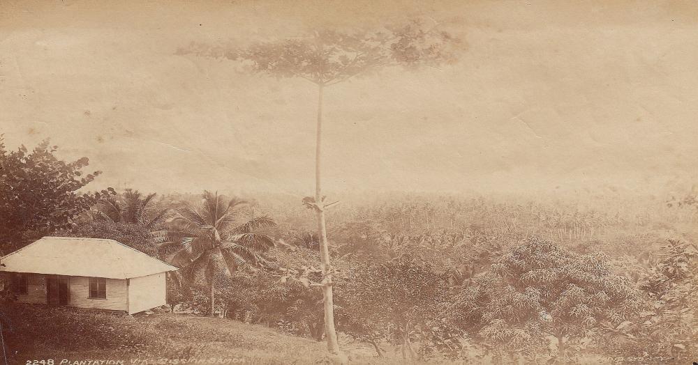 Samoa Original 'Charles Kerry' Albumen Print No. 2248 - Plantation Via Mission, Samoa, about Extremely Fine