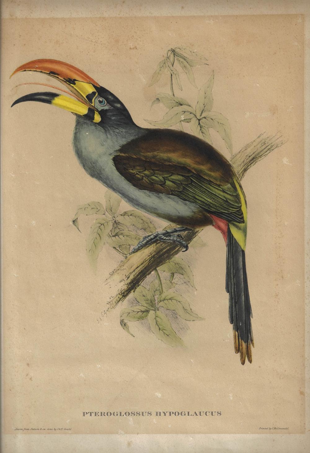 Early Coloured Gould Lithog... image