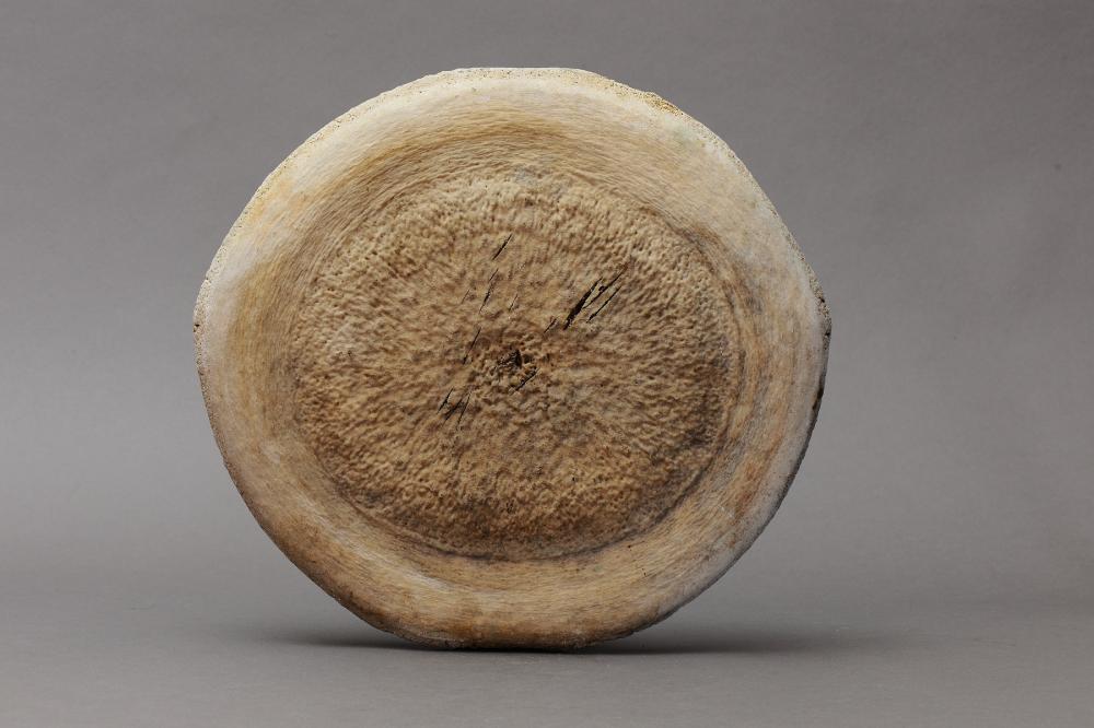 Large Whale Vertebrae Disc image