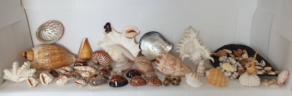 Collection of Sea Shells (5... image