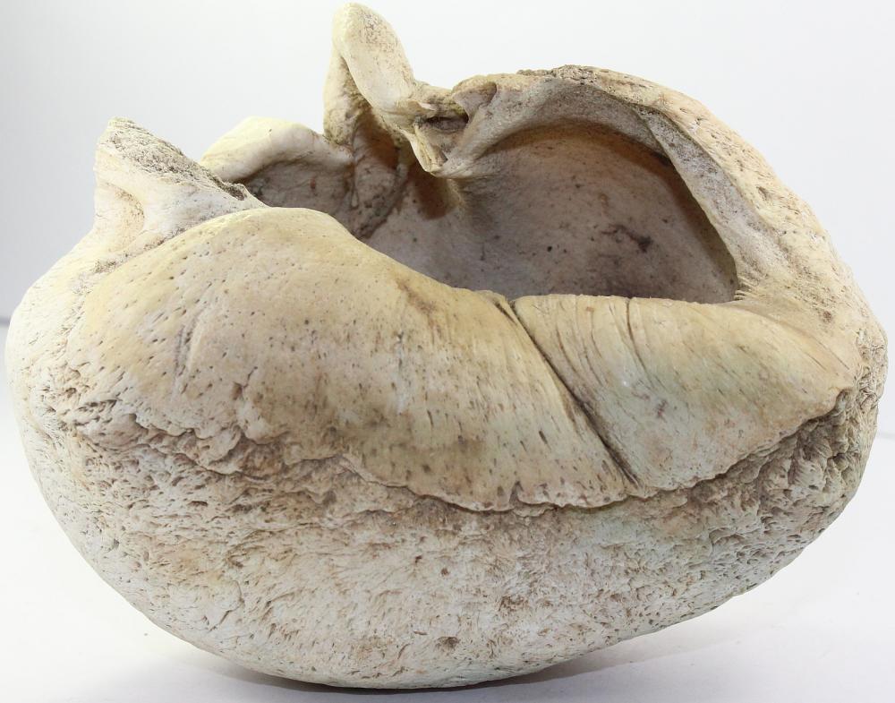 Whale's Bulla (Ear bone tha... image