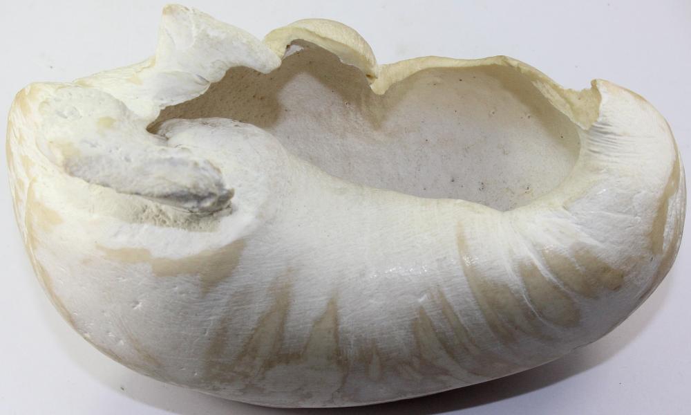 Whale's Bulla (Ear bone tha... image