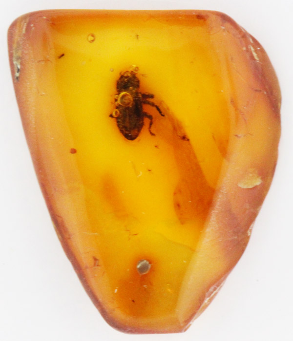 Baltic Amber with captured ... image