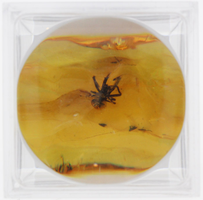 Baltic Amber with captured ... image