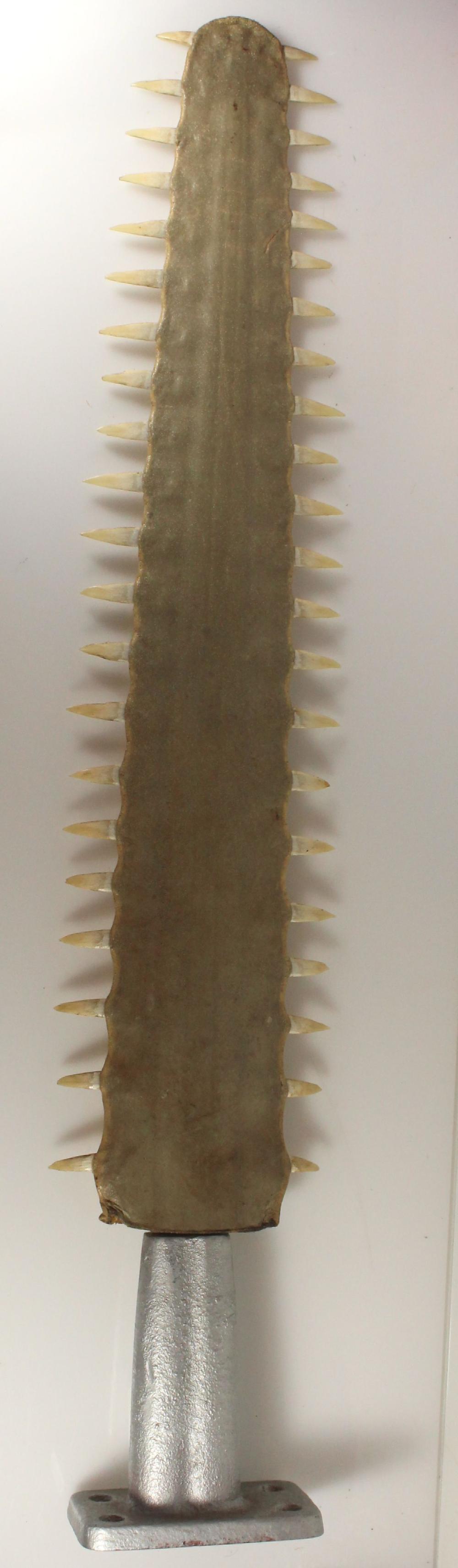 Vintage Sawfish Rostrum mou... image