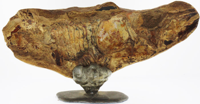 Mounted Fossil of a Fish (S... image