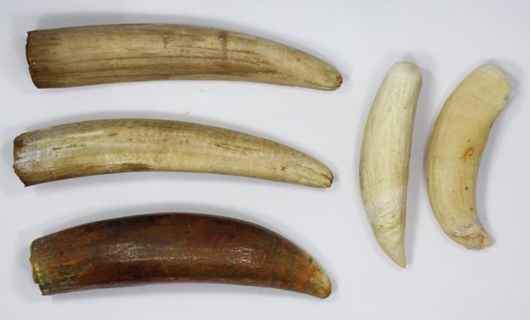 Small Whales Teeth (5 items) image