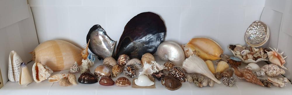 Collection of Sea Shells (50+ and some rare )