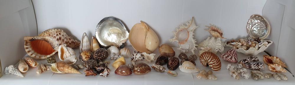 Collection of Sea Shells (50+ and some rare )