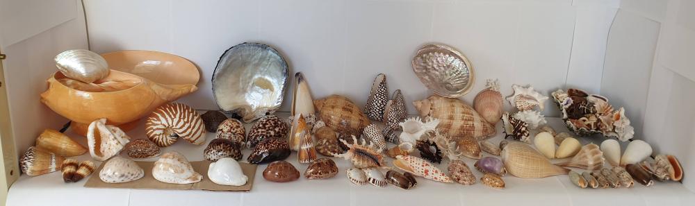 Collection of Sea Shells (50+ and some rare )