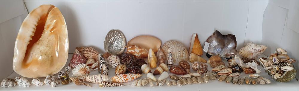 Collection of Sea Shells (50+ and some rare )