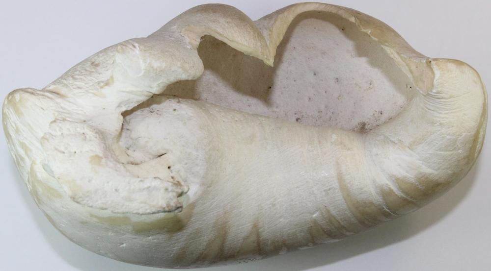 Whale's Bulla (Ear bone tha... image