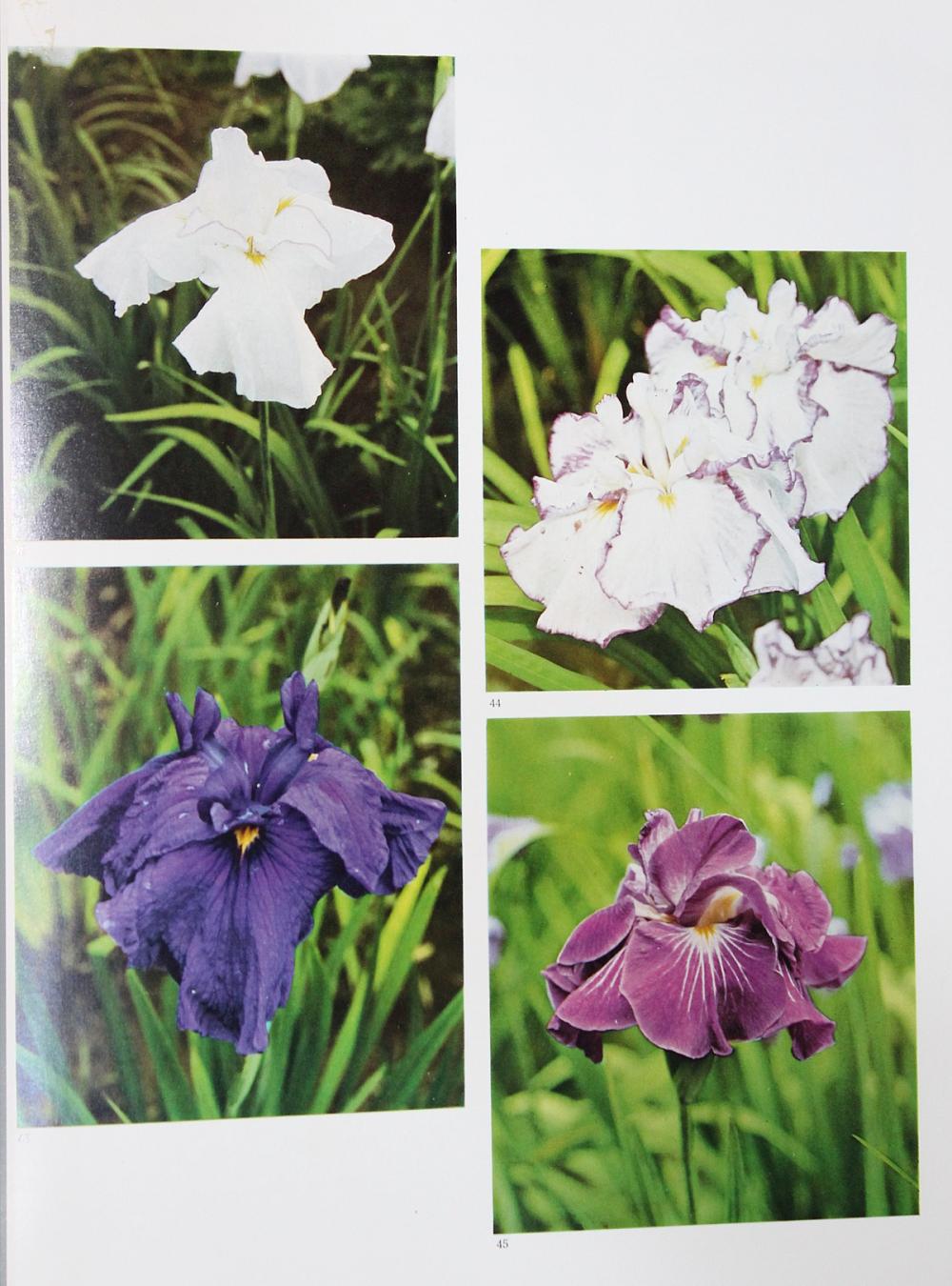 The Japanese Iris' a public... image