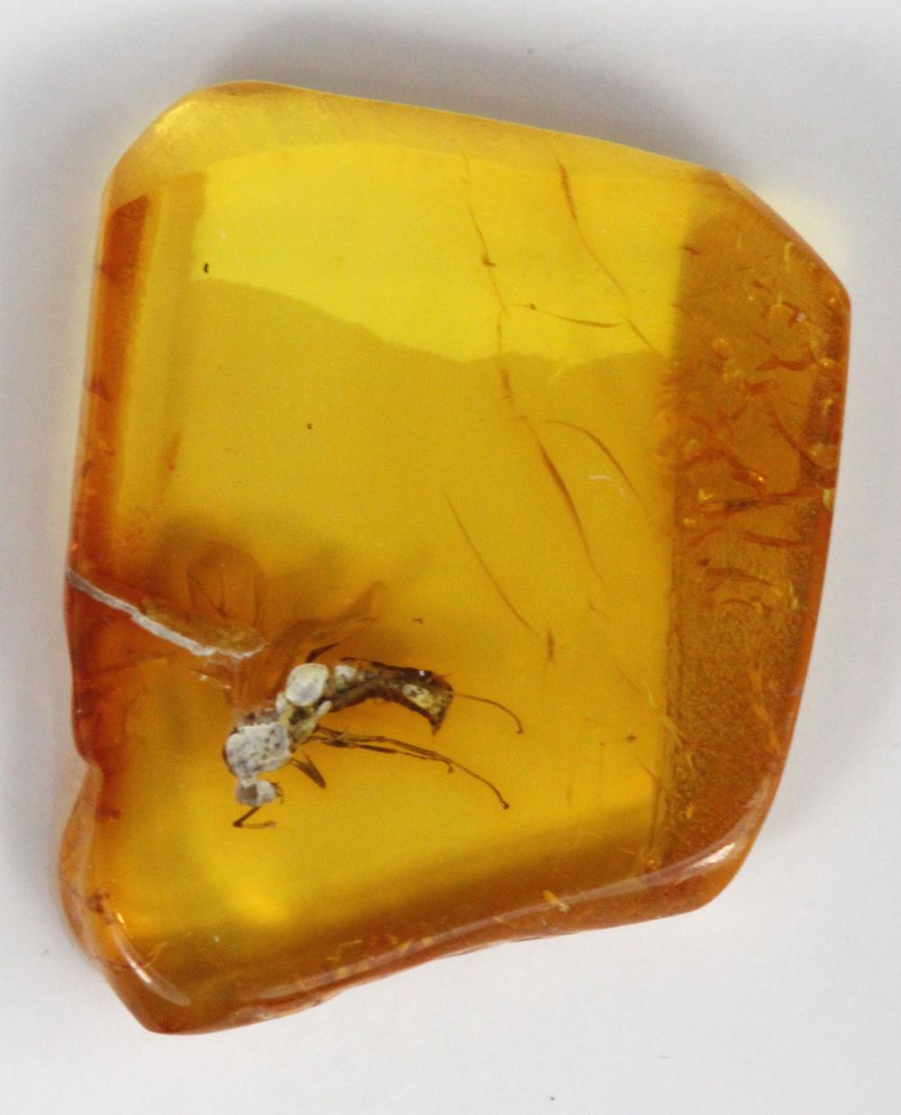 Baltic Amber Fragment with ... image