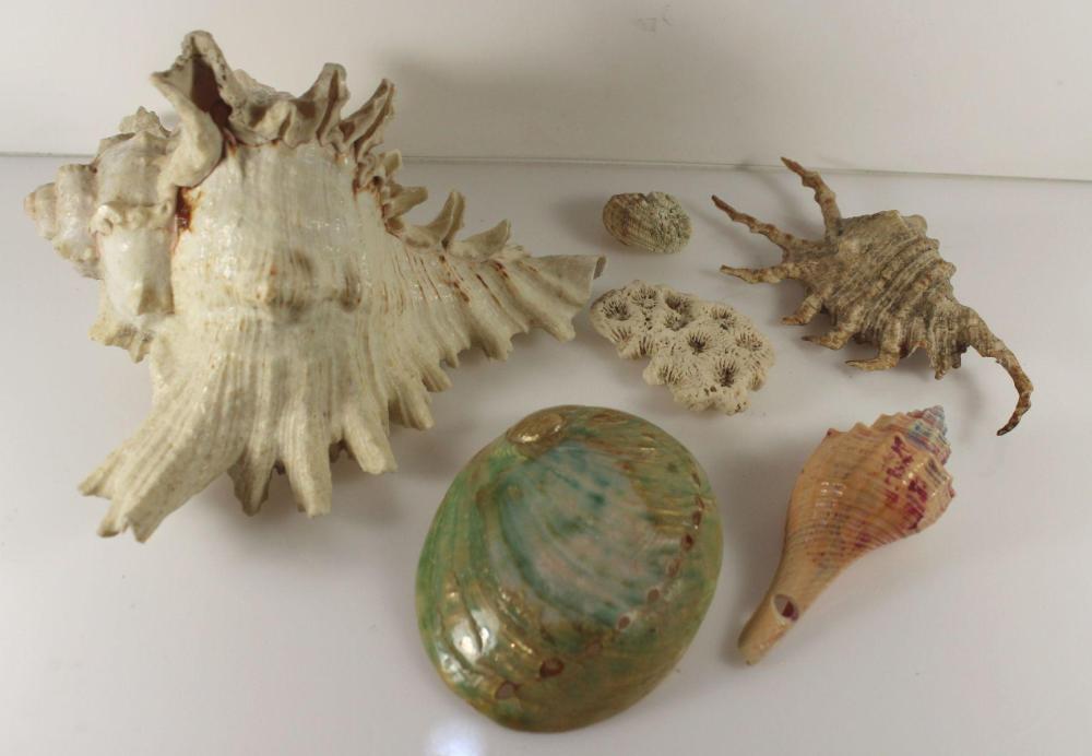 South Seas Shell Collection... image