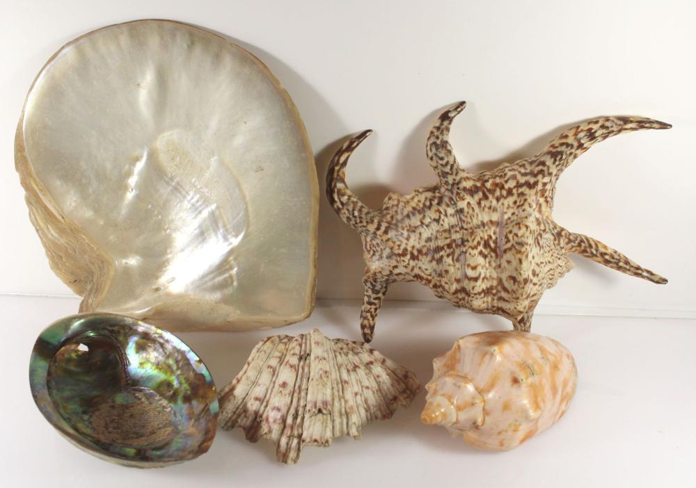 South Seas Shell Collection... image