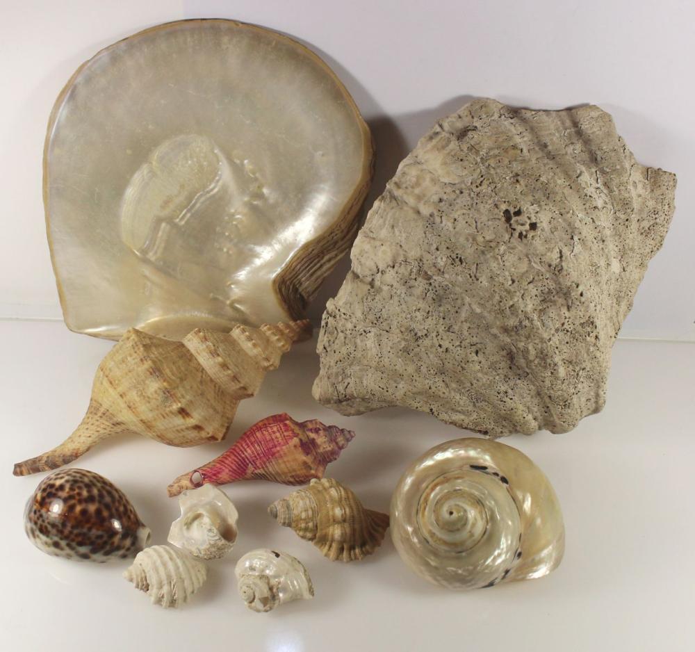 South Seas Shell Collection... image