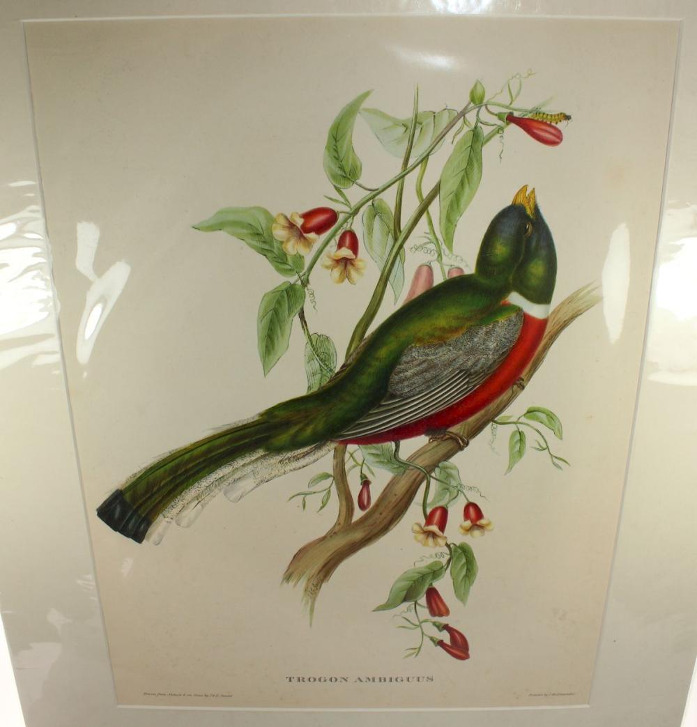 Late Coloured Gould Print '... image