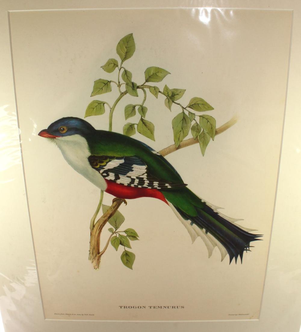 Late Coloured Gould Print '... image