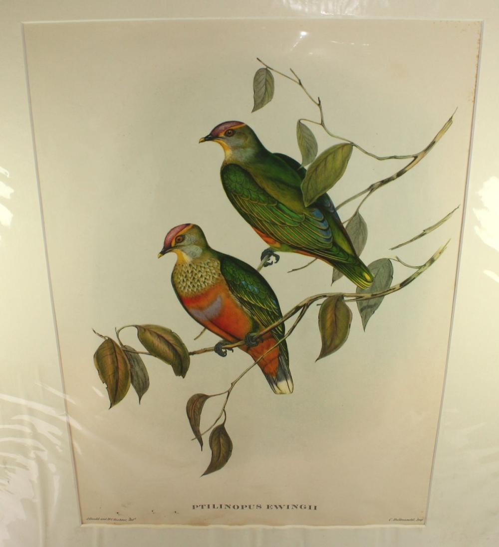 Late Coloured Gould Print '... image