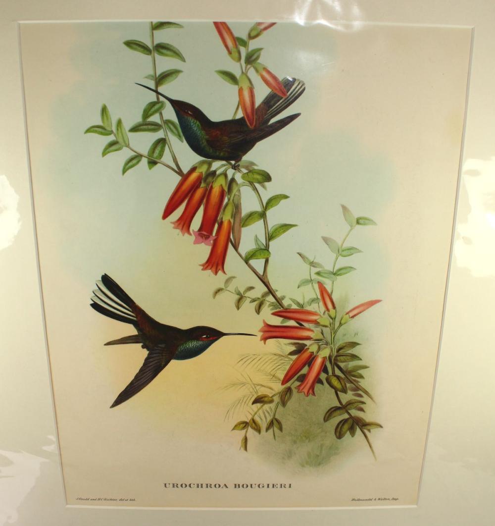 Late Coloured Gould Print '... image