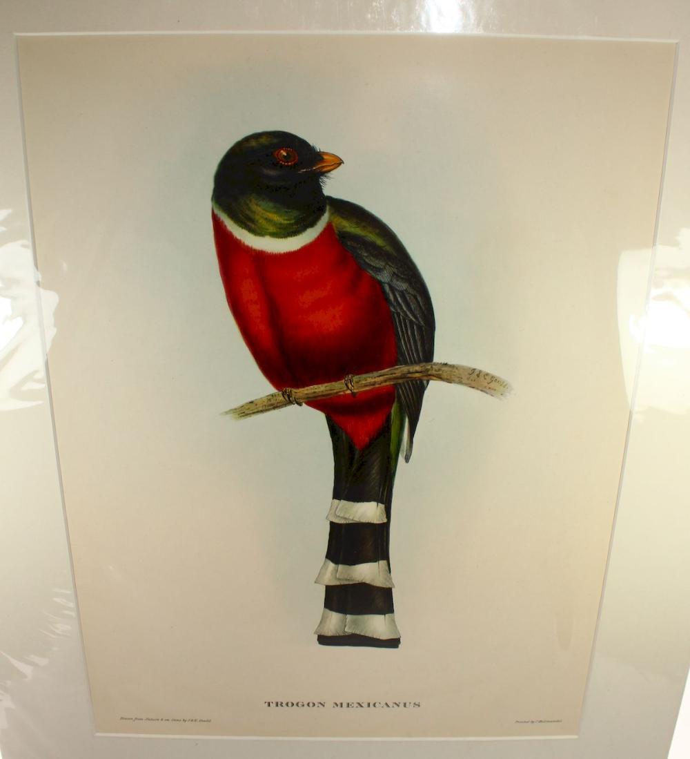 Late Coloured Gould Print '... image