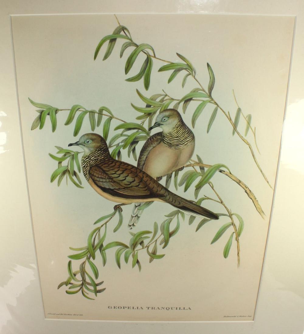 Late Coloured Gould Print '... image