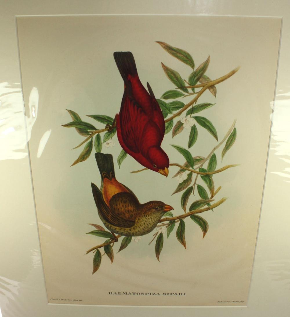 Late Coloured Gould Print '... image