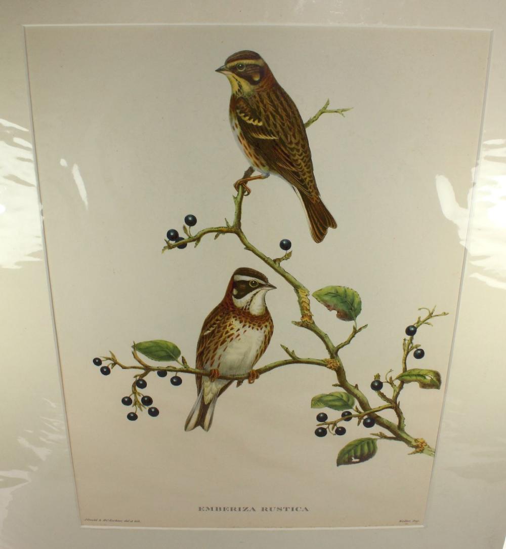 Late Coloured Gould Print '... image