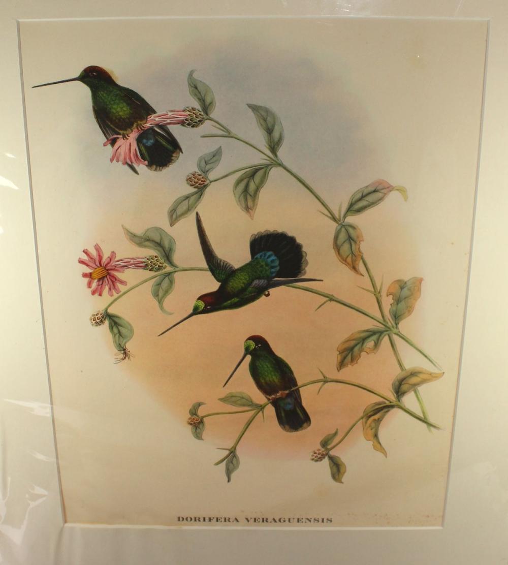 Late Coloured Gould Print '... image