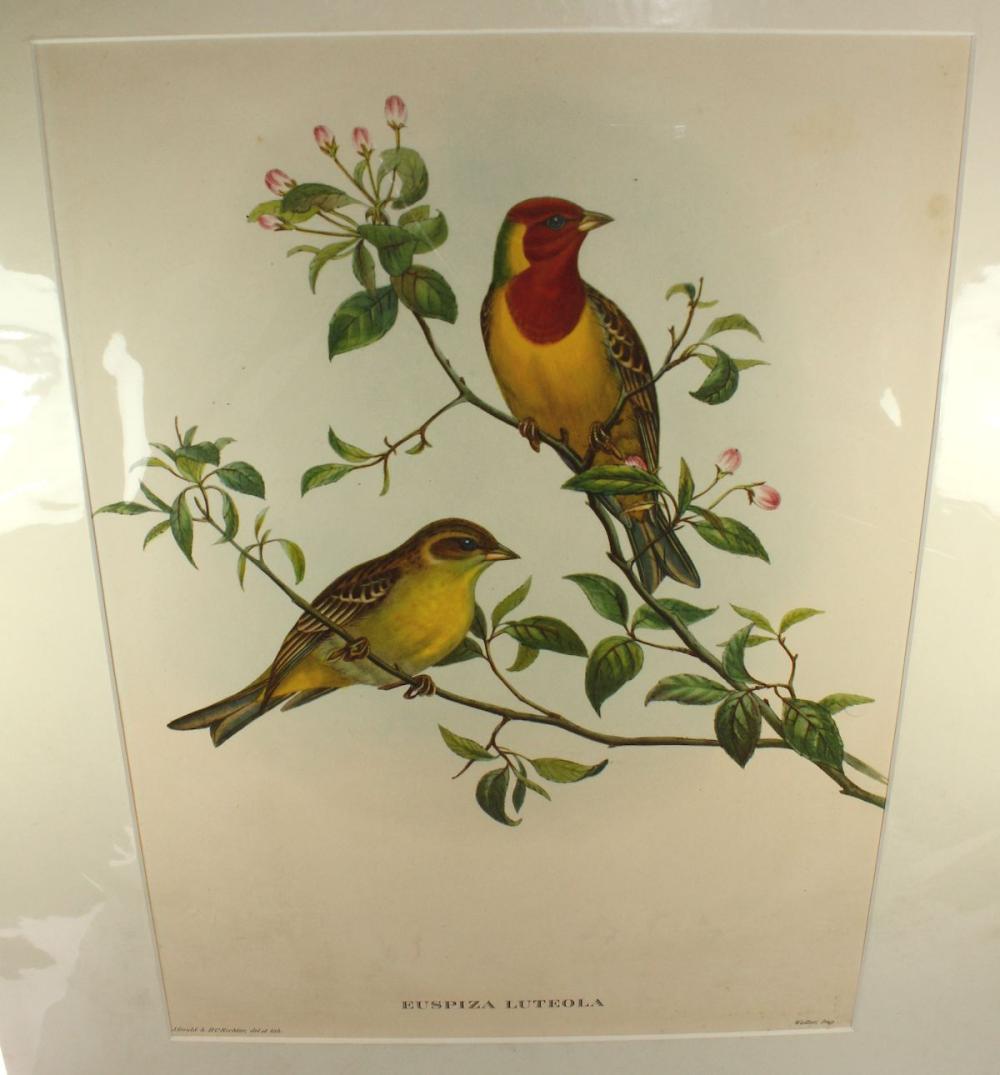 Late Coloured Gould Print '... image