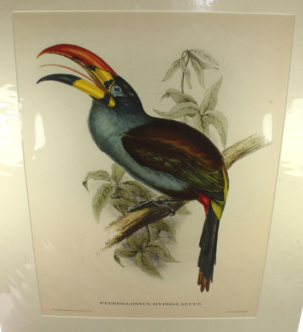 Late Coloured Gould Print '... image