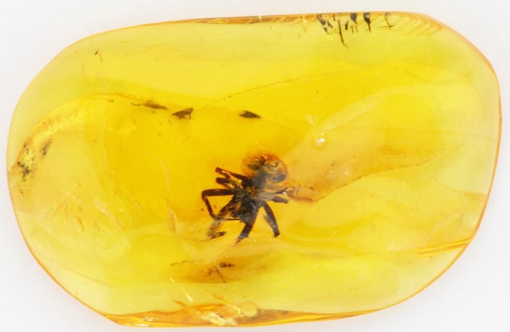 Baltic Amber Fragment with ... image