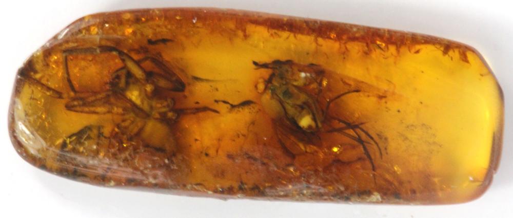 Baltic Amber Fragment with ... image