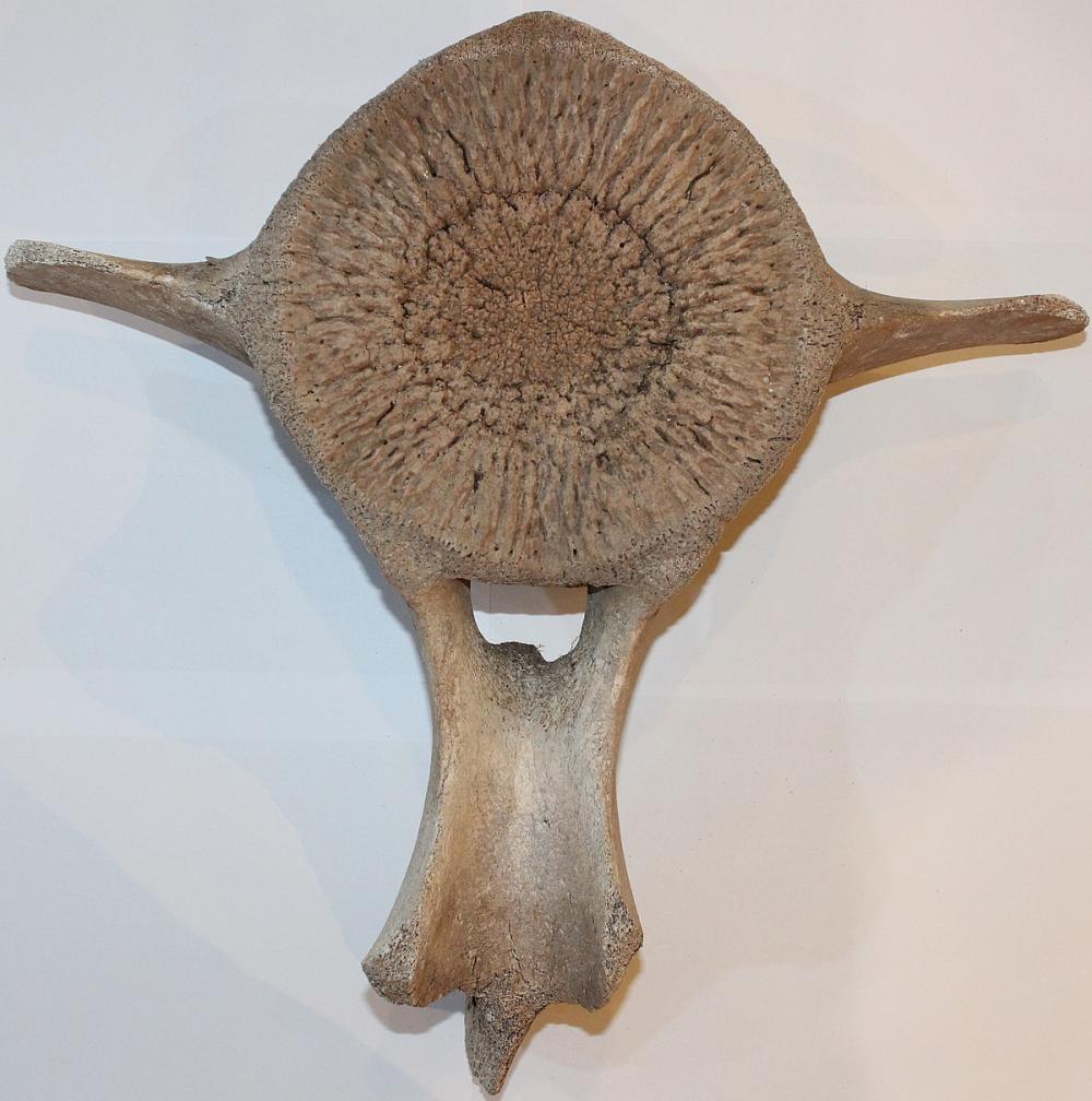 Large Whale Vertebrae image