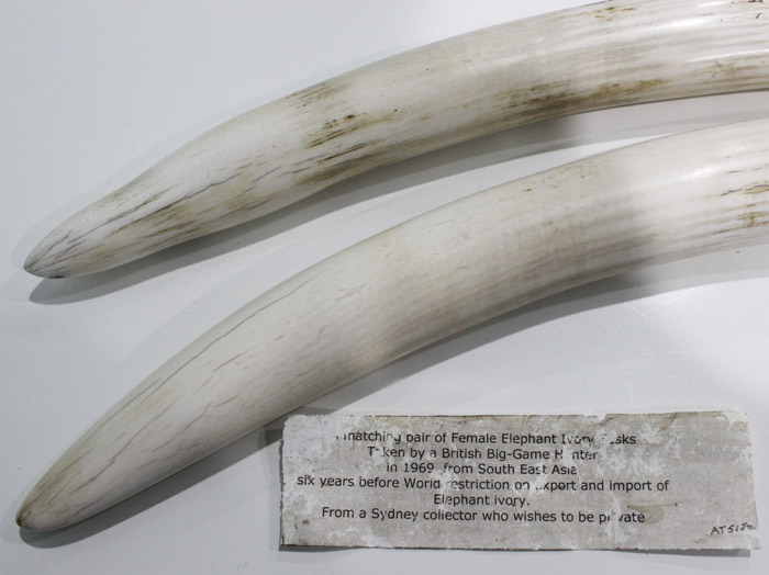 Ivory Tusks from a Female A... image