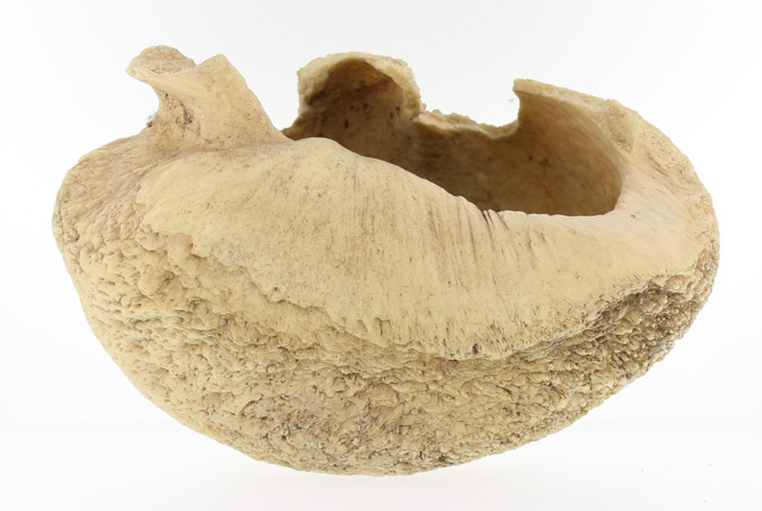 Whale's Bulla (Ear bone tha... image