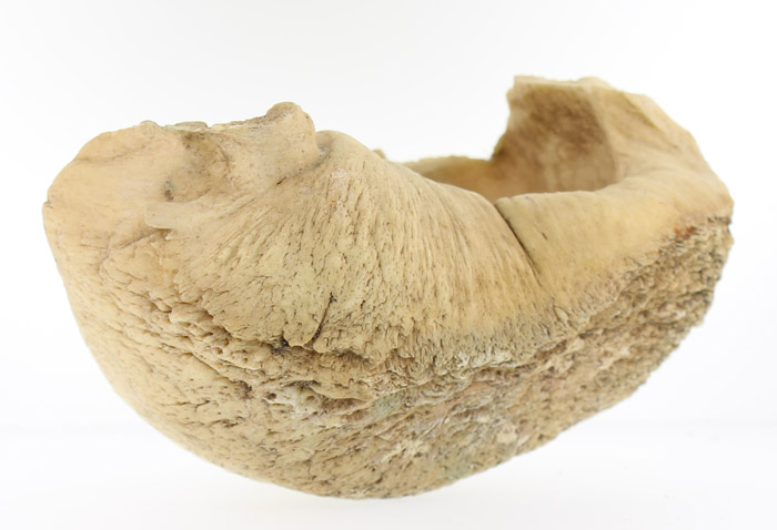 Whale's Bulla (Ear bone tha... image