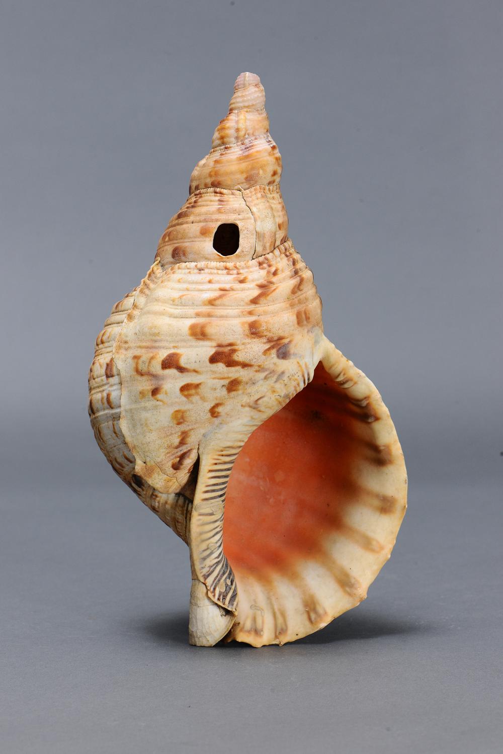 CONCH SHELL TRUMPET DAVUI F... image