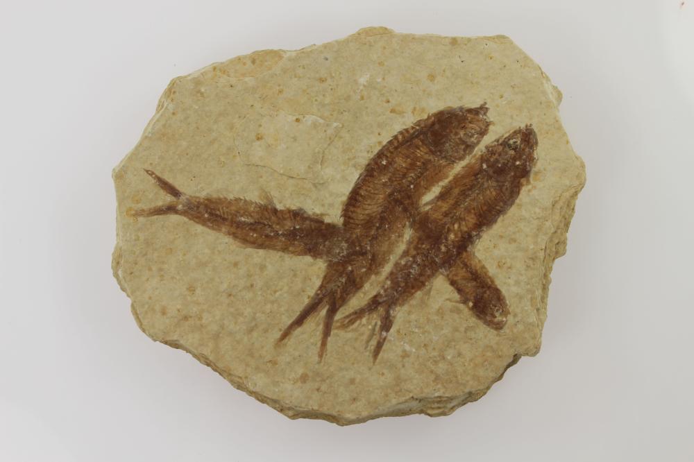 Knightia Alta Fossil of Mul... image