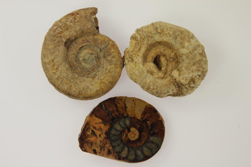 Ammonite Fossils (3) with C... image