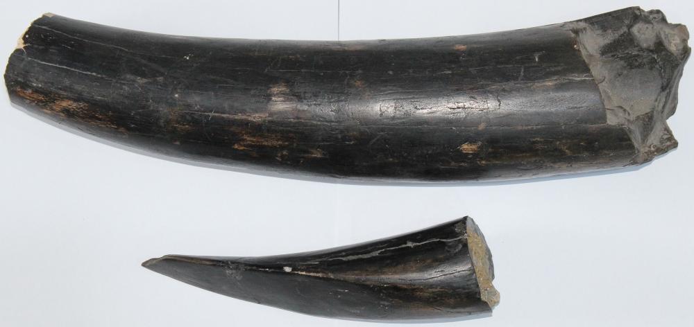 Woolly Mammoth Tusk broken ... image