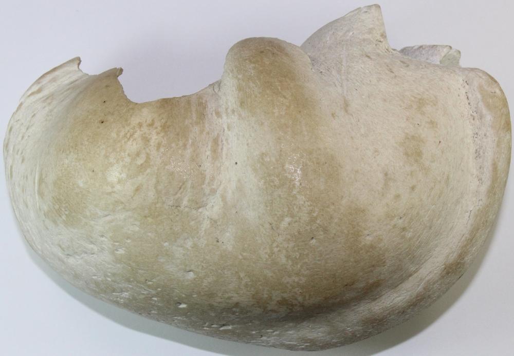 Whale's Bulla (Ear bone tha... image