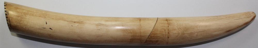 Elephant Ivory Tusk image