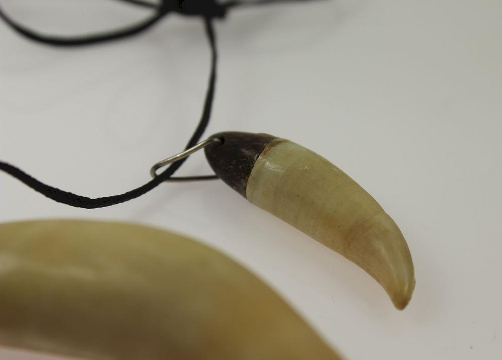 Two Small Sperm Whale Teeth... image