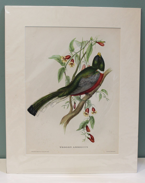 Decorative Gould print of a... image