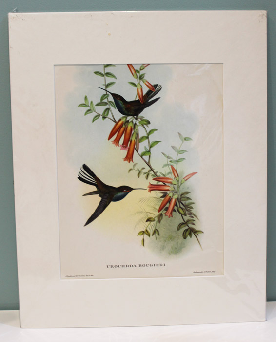 Decorative Gould print of a... image