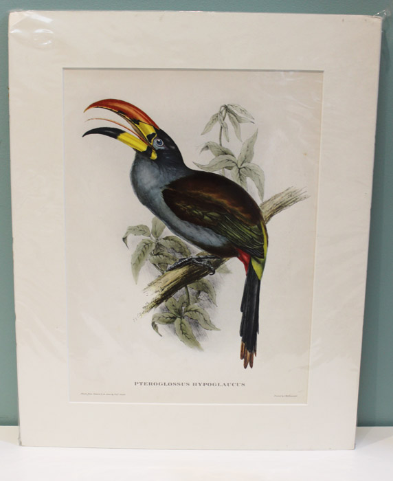 Decorative Gould print of a... image